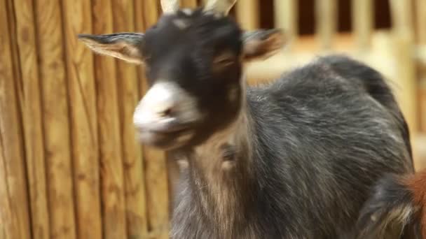 Chèvre drôle dans la ferme . — Video