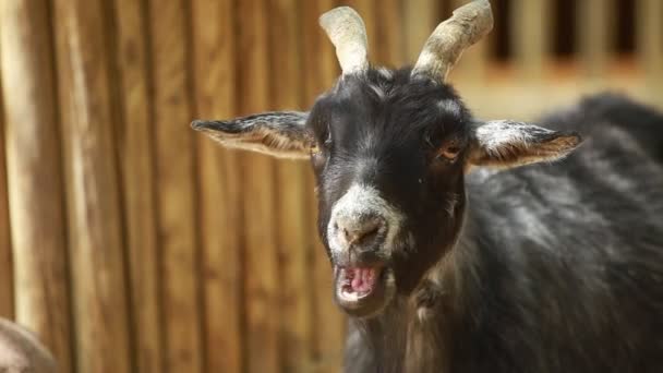 Funny goat in the farm. — Stock Video