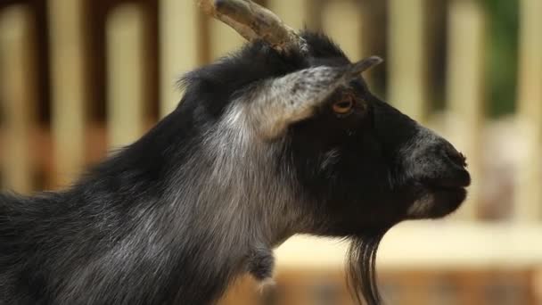 Cabra engraçada na fazenda . — Vídeo de Stock