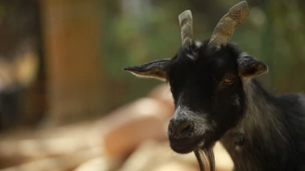 Cabra engraçada na fazenda . — Vídeo de Stock