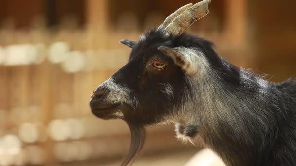 Funny goat in the farm. — Stock Video