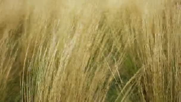 Ähren aus Weizen — Stockvideo