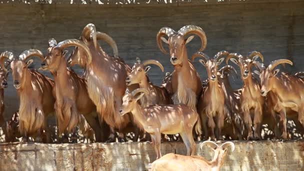 Barbary schapen grazen op gras - ammotragus lervia. — Stockvideo