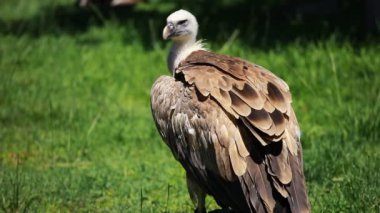 yeşil zemin üzerine Afrika Ak sırtlı akbabası