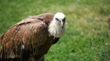 yeşil zemin üzerine Afrika Ak sırtlı akbabası