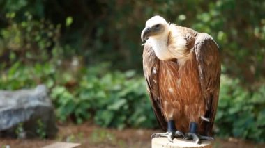 yeşil zemin üzerine Afrika Ak sırtlı akbabası