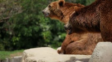 yiyecek aramaya kahverengi ayı