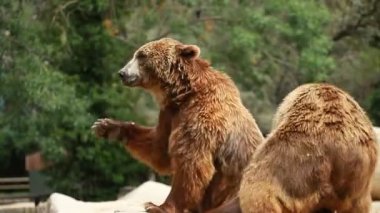 yiyecek aramaya kahverengi ayı