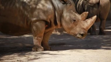 Beyaz gergedanın profil görünümü