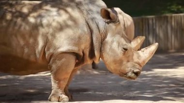 Beyaz gergedanın profil görünümü