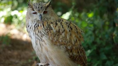 Büyük Boynuzlu Baykuş portresi