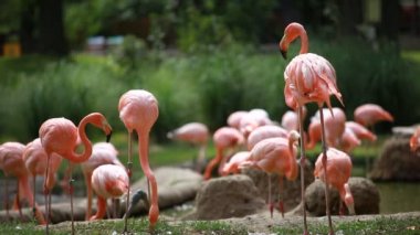 Amerikan flamingo, yeşil doğa arka plan grubu.