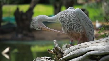 Pelikan (Pelecanus onocrotalus) ayakta çimenlerin üzerinde beyaz