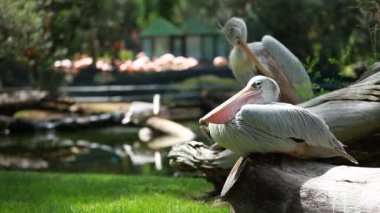 Pelikan (Pelecanus onocrotalus) ayakta çimenlerin üzerinde beyaz