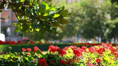 Madrid şehir parkı