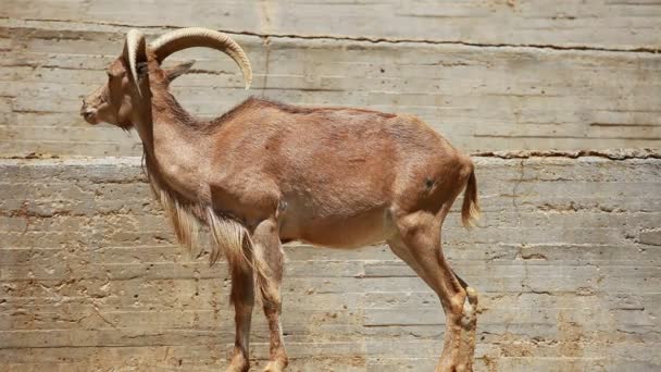 Barbary Ovejas pastando en la hierba - Ammotragus lervia . — Vídeos de Stock