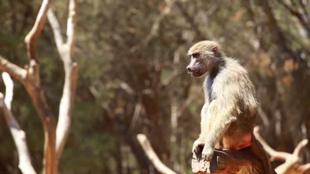 Macaque monkey portrait — Stock Video