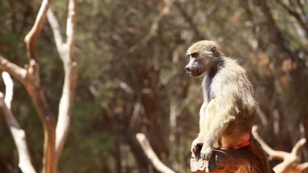 Retrato de mono macaco — Vídeos de Stock