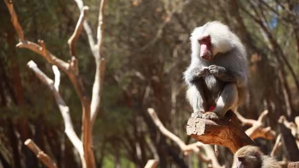 Macaque monkey portrait — Stock Video