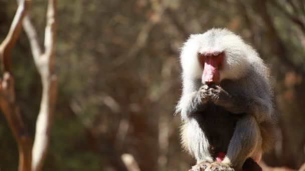 Retrato de mono macaco — Vídeos de Stock