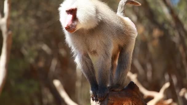 Macaque monkey portrait — Stock Video