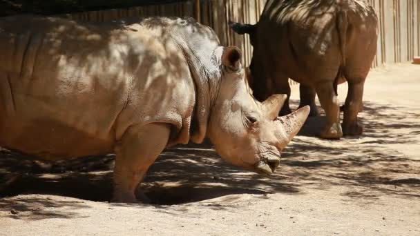 Вид профілю білого носорога — стокове відео