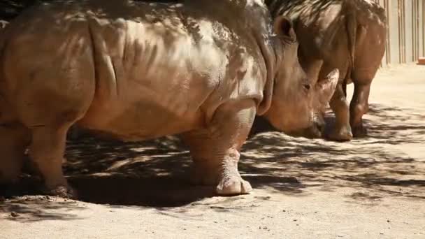 Vista de perfil de un rinoceronte blanco — Vídeo de stock
