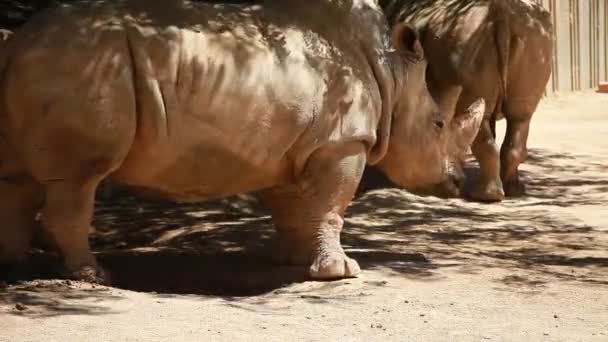 Vue du profil d'un rhinocéros blanc 
