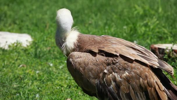 Africano branco-suportado abutre no fundo verde — Vídeo de Stock