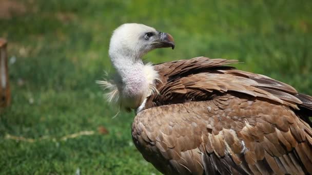 Avvoltoio africano bianco-dorso su sfondo verde — Video Stock