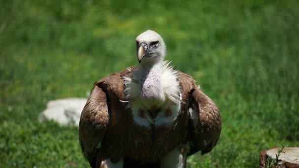 Vautour à dos blanc africain sur fond vert — Video