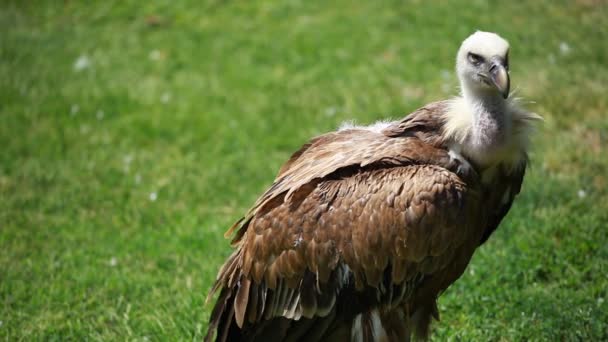 Vautour à dos blanc africain sur fond vert 