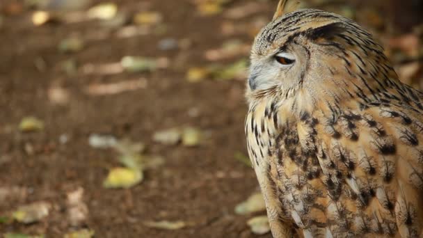 Porträtt av en great horned owl — Stockvideo