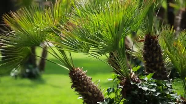 Liście zielone palmy kołysząc się w wiatr. — Wideo stockowe