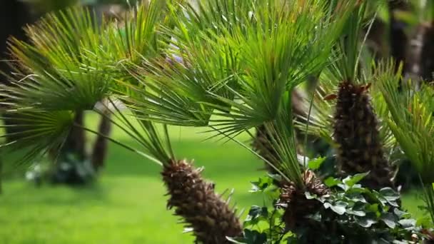 Liście zielone palmy kołysząc się w wiatr. — Wideo stockowe