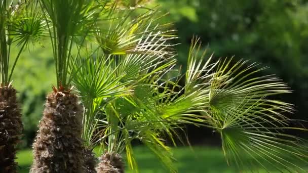 Hojas de palma verde balanceándose en el viento . — Vídeo de stock