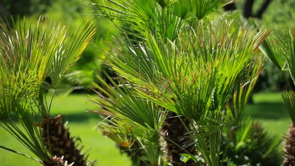 Hojas de palma verde balanceándose en el viento . — Vídeos de Stock