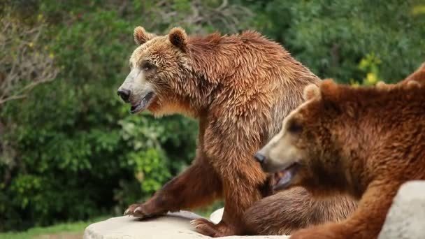 Бурый медведь в поисках пищи — стоковое видео
