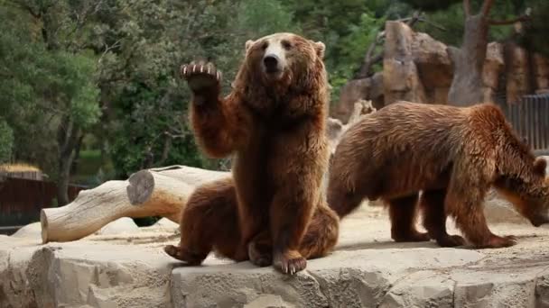 Brown bear looking for food — Stock Video