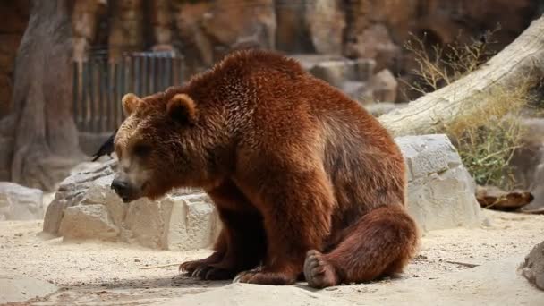 Urso castanho à procura de comida — Vídeo de Stock