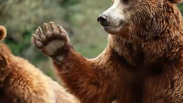 Bruine beer op zoek naar voedsel — Stockvideo