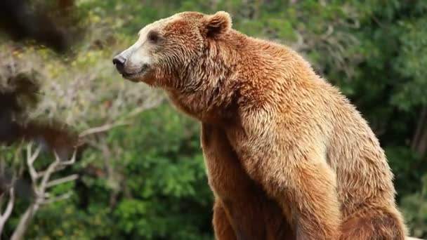 Urso castanho à procura de comida — Vídeo de Stock