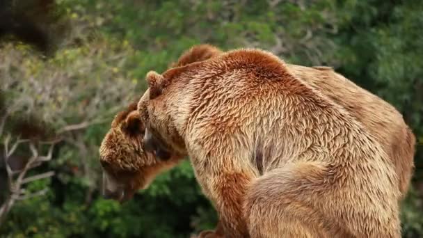 Brown bear looking for food — Stock Video