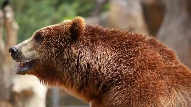 Brown bear looking for food — Stock Video