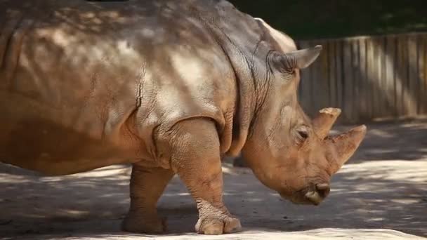 Vista de perfil de un rinoceronte blanco — Vídeo de stock