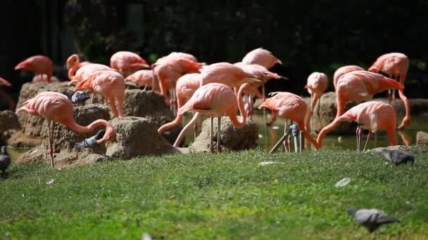 Groupe de Flamant Américain, fond vert de la nature .