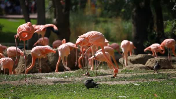 Groupe de Flamant Américain, fond vert de la nature .
