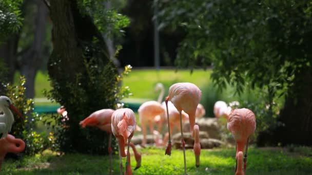 Csoport az amerikai flamingó, zöld természet háttér. — Stock videók
