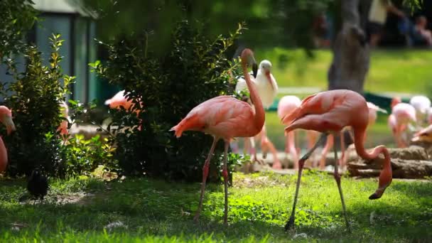 Group of American Flamingo, green nature background. — Stock Video