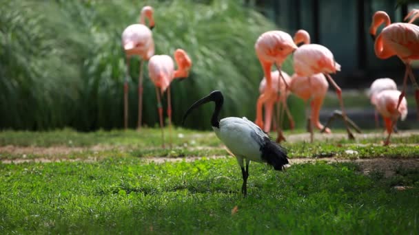 Groupe de Flamant Américain, fond vert de la nature .